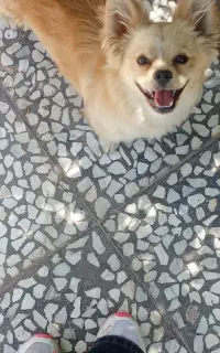 سگ .