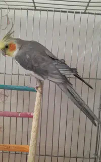 عروس هلندی سخنگو