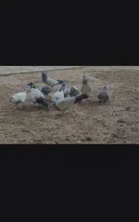 پنج جفت کبوتر جوجه کله دم سبز