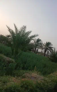 بذر یونجه