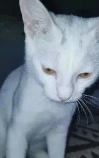 گربه ی سفید خونگی