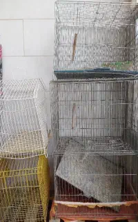 قفس 5 عدد 1 تومن