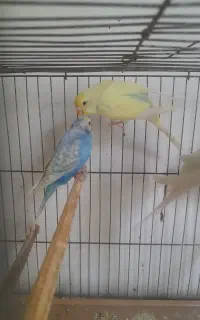 مرغ عشق