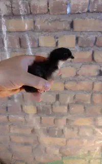 جوجه بلک استار ۱۰ روزه