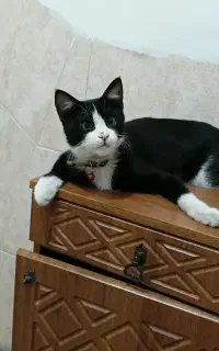 گربه گمشده
