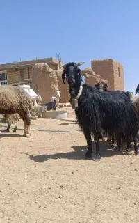 23 راس بز