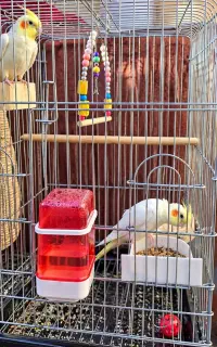 عروس هلندی جفت