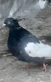 کبوتر سینه طوقی  پلاکی