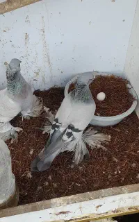 فروش یک جفت کبوترترکیه ای تزئینی