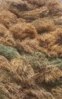 یونجه