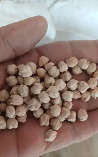نخود گگسو ترک پاییزه برای بزر