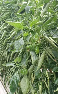 علفزنی با دستگاه