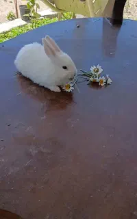 ۴ تا بچه خرگوش ناز با مامانشون