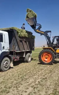 فروش یونجه