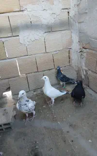 ماده