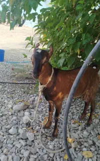 کهره داشتی چاق وسرحال