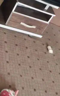 پالاز موکت درحد نو