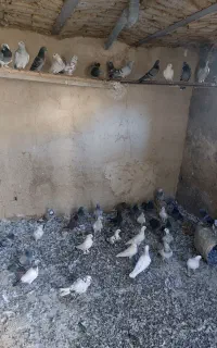 تعدادی حدود پنجاه کبوتر