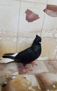 سلام یک کبوتر سیاه دم سفید نر