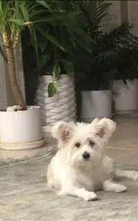 سگ گمشده