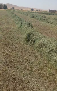 یونجه خشک