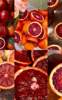 نهال گرمسیری پربازده مناسب باغ‌ سیستان و بلوچستان