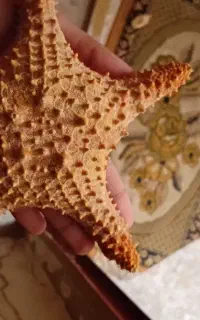 فروش ستاره دریایی