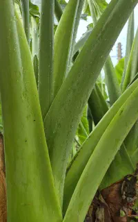 گلهای بیرونی