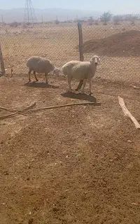 میش