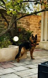 سگ ژرمن شپر