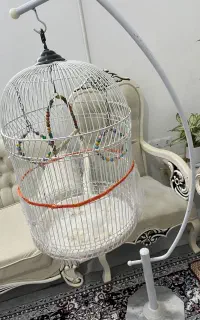 قفس ایستاده
