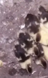 بچه اردک اسرایلی