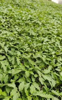 نهال گوجه فرنگی و فلفل