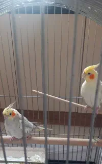 عروس هلندی نرو ماده ،چند کلمه حرف میزنه ،تخم گذار