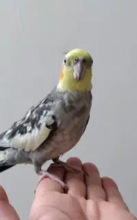 عروس هلندی