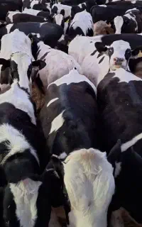 کارگر گاودارای