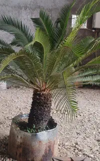 دو عدد گل سیکاس اصیل مرغوب و سرحال و متفاوت