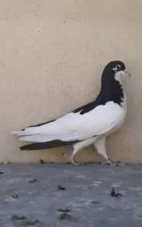 ماده چپ