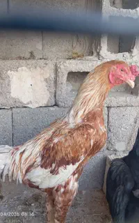 فروش مرغ خروس