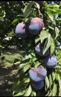 الو رسمی