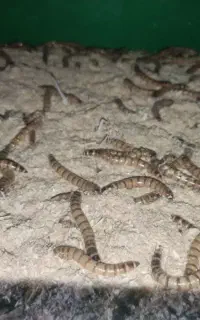 کرم سوپرورم زنده