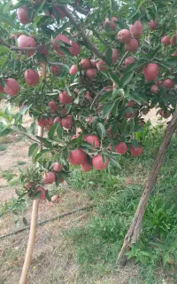 نیروی کار میخوام