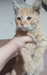 بچه گربه نر