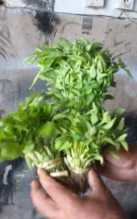 فروش نشا گوجه بادمجان فلفل توت فرنگی بامیه