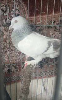 کبوتر سوسنی
