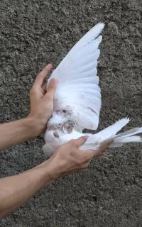 کبوتر هما
