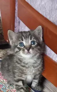 گربه میکس