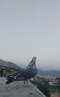کبوتر