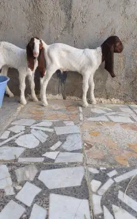 کهرهه