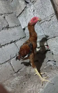 جوجه لاری 4 ماهه